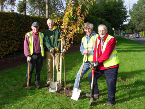 Volunteers plant new trees on New Road