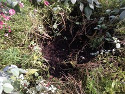 planters damaged in New Road