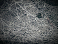 images of spiders webs in winter