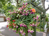 Best Hanging Baskets - Mr D Gillett