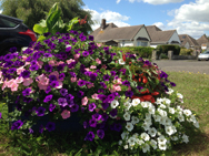 images of flowers and the recreation ground